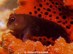 sealife dc1000.. by Richard Campbell 